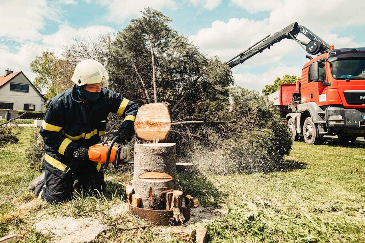 Tree Branch Trimming in Boonville, CA